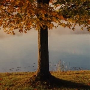 https://www1authoring.brampton.ca/EN/residents/parks/PublishingImages/Parks-Environment/Thumbnails/311-trees.jpg