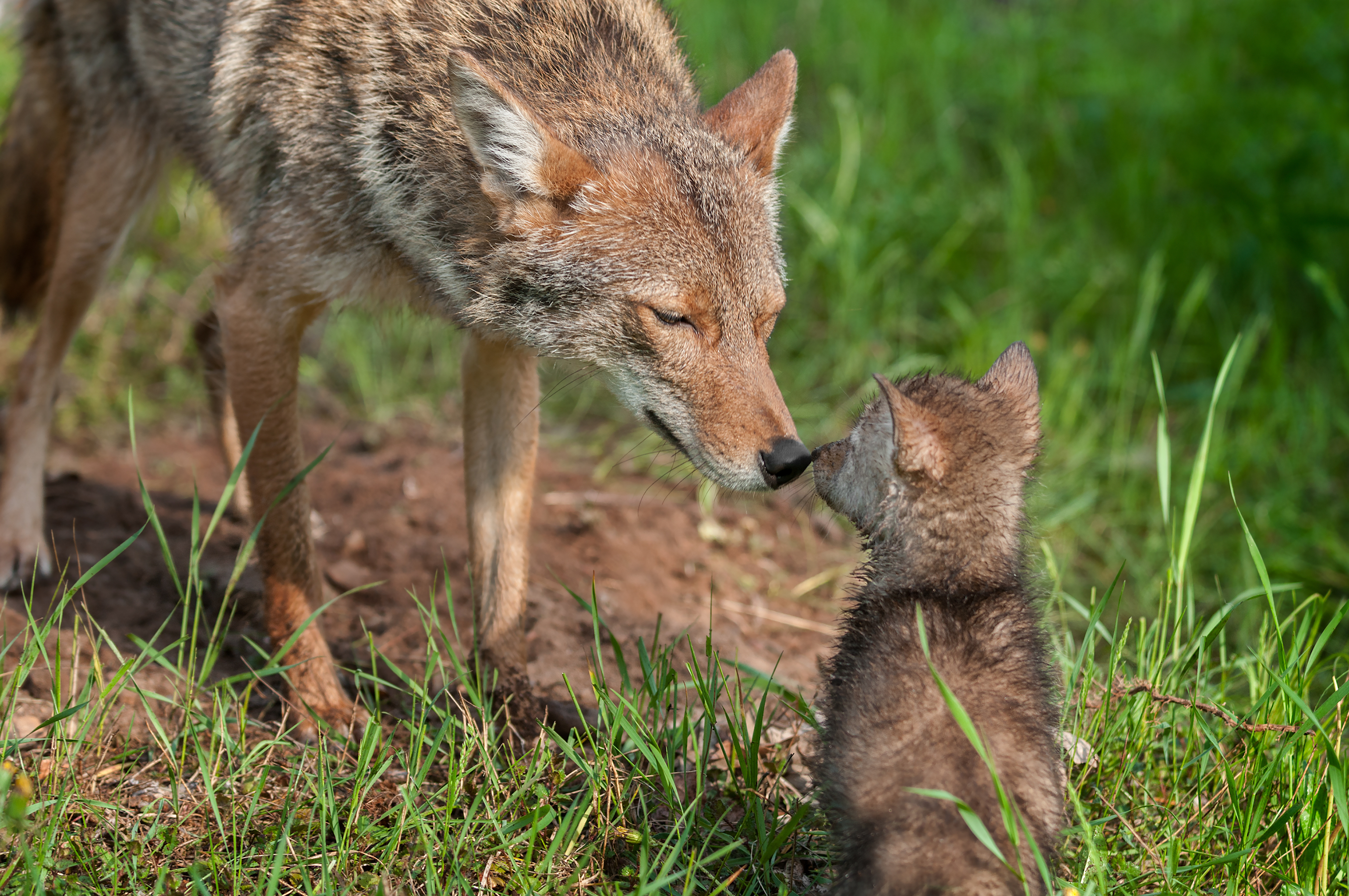 coyotes and baby 2.jpg