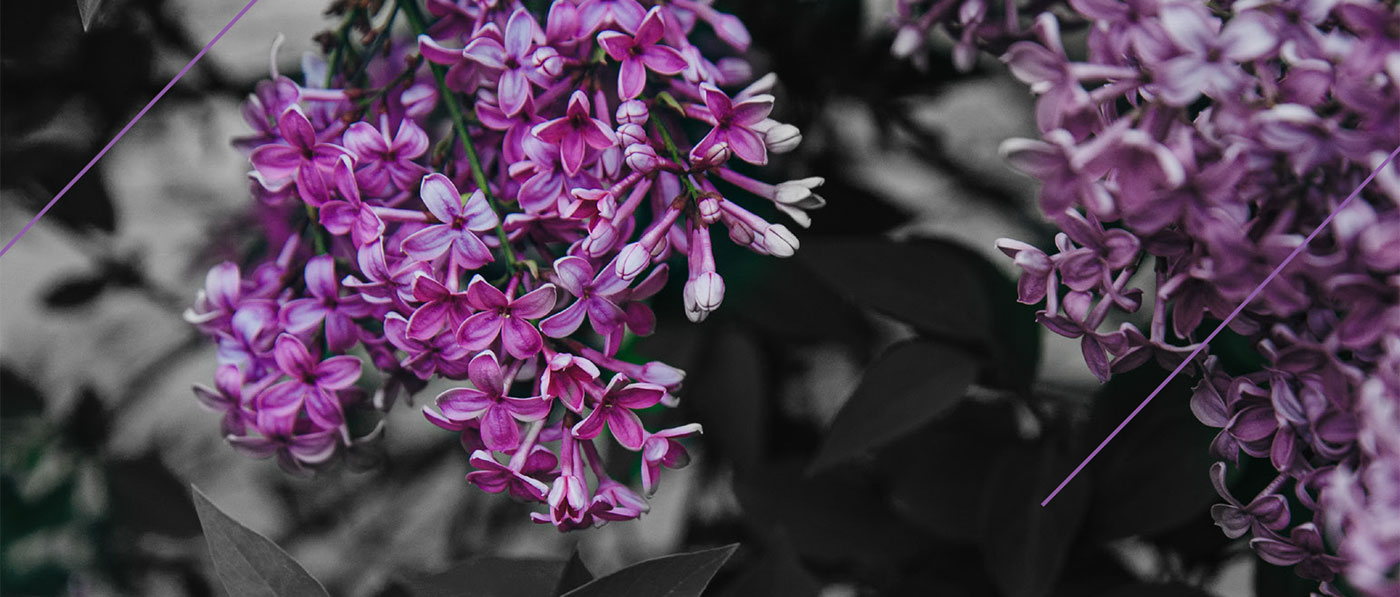 page banner
