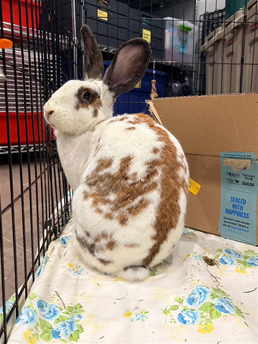 Nibits Rabbit Featured Pet