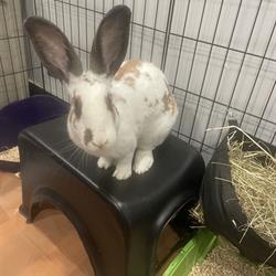 Nibits Rabbit Featured Pet