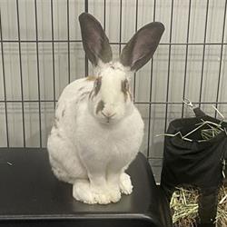 Nibits Rabbit Featured Pet