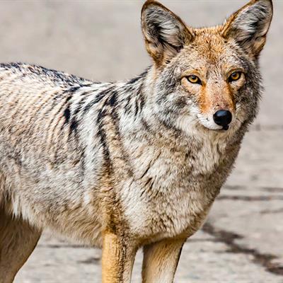 Coyotes