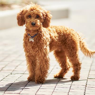 Licensing your Pet