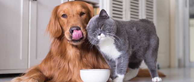 City of Brampton | Animal Services | Brampton Animal Services City of Brampton | Animal Services | Brampton Animal Services