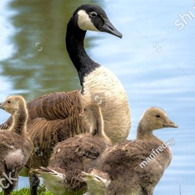 Canada Geese