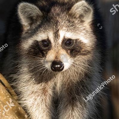 Raccoons