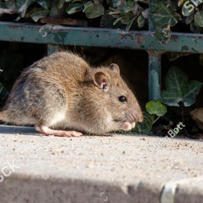 Rats