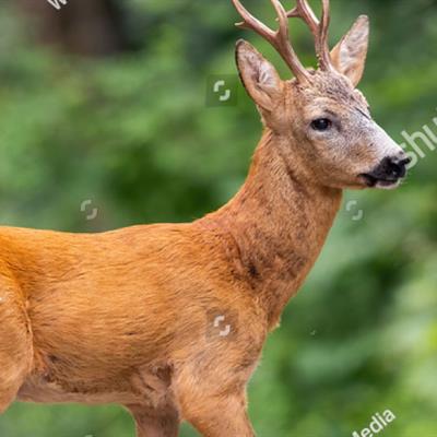 Deer