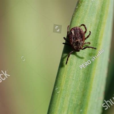 Ticks