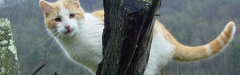 Barn Cat Page Banner