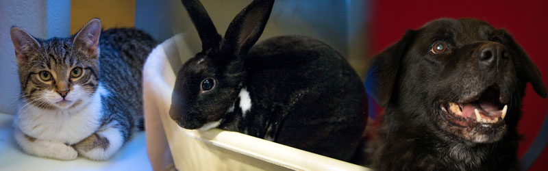 City of Brampton | Animal Services | Education Centre City of Brampton | Animal Services | Education Centre