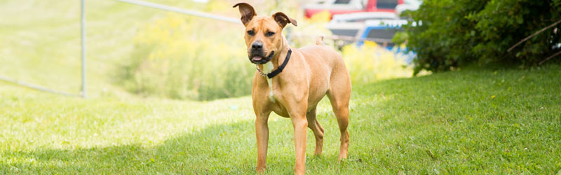 Lost Pet Page Banner