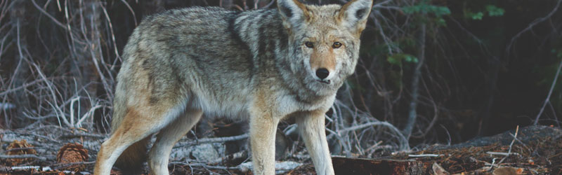 Picture of coyote