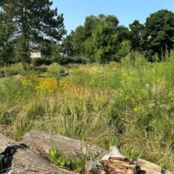 D​earbourne Park No-Mow Area