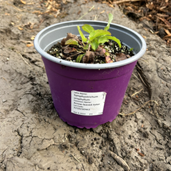 Plant Pot for planting