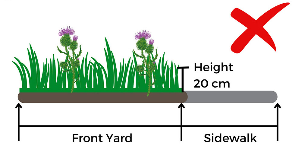 Diagram showing correct and incorrect plant placements in the front yard near the sidewalk. Grass height with tall plants above 20 cm marked incorrect