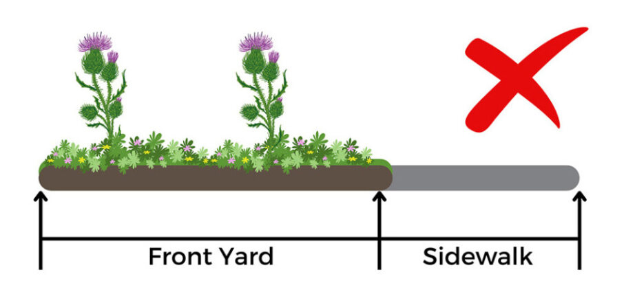 Diagram showing correct and incorrect plant placements in the front yard near the sidewalk. Low-Growing Vegetation with tall plants marked incorrect