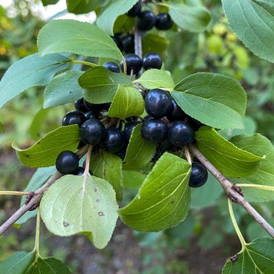  European Buckthorn (Rhamnus cathartica L) plant in nature