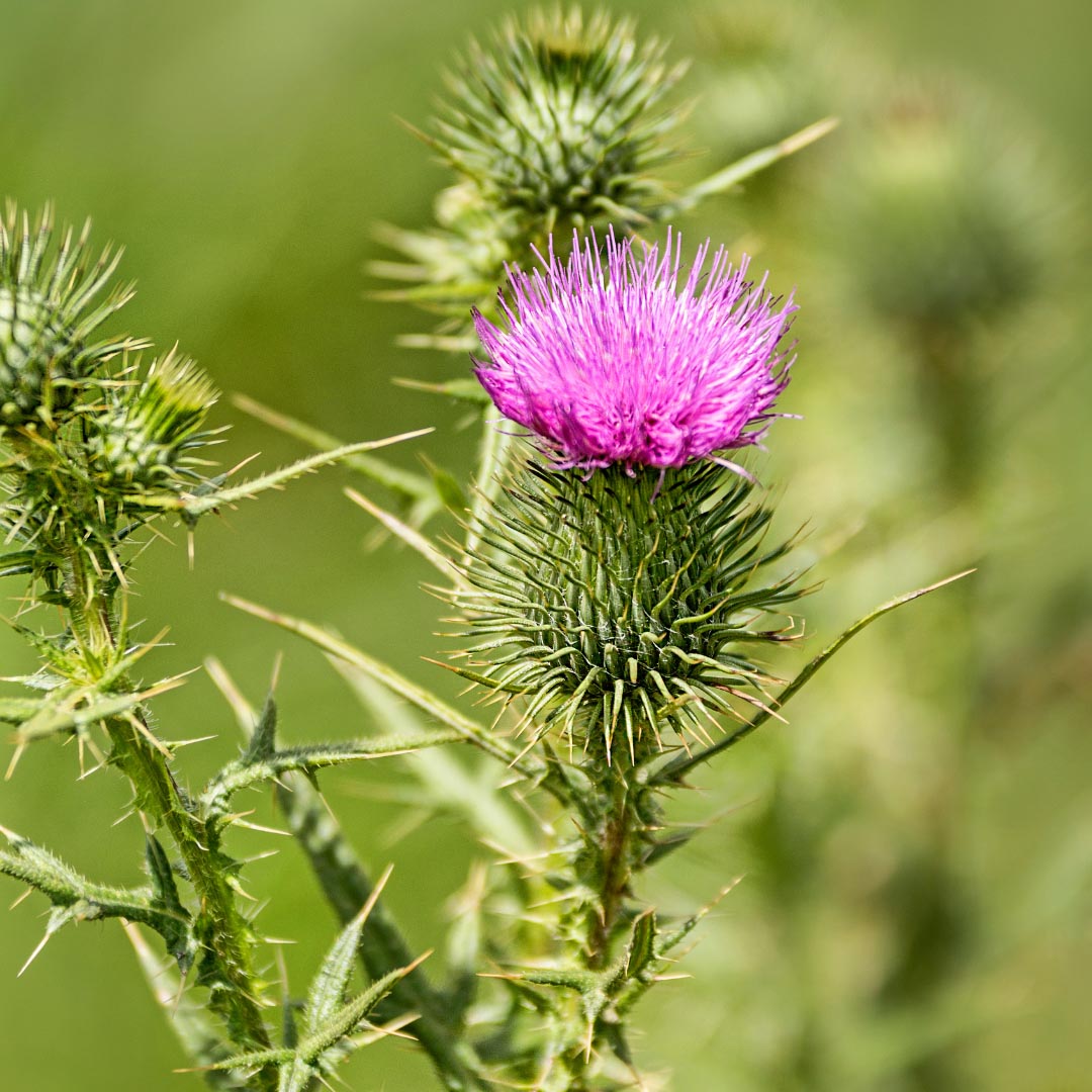 Bull-Thistle (Cirsium vulgare (Savi) Tenore) plant in nature