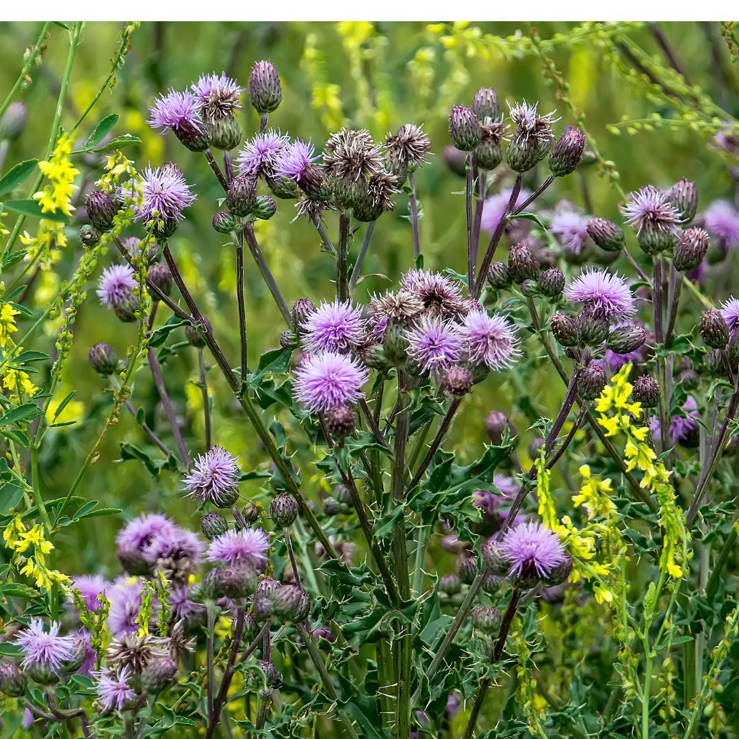 Canada-Thistle (Cirsium arvense (L.) Scopoli) plant in nature