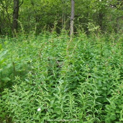 vine Dog-strangling (Vincetoxicum rossicum (Kleopow) Barbar) plant in nature