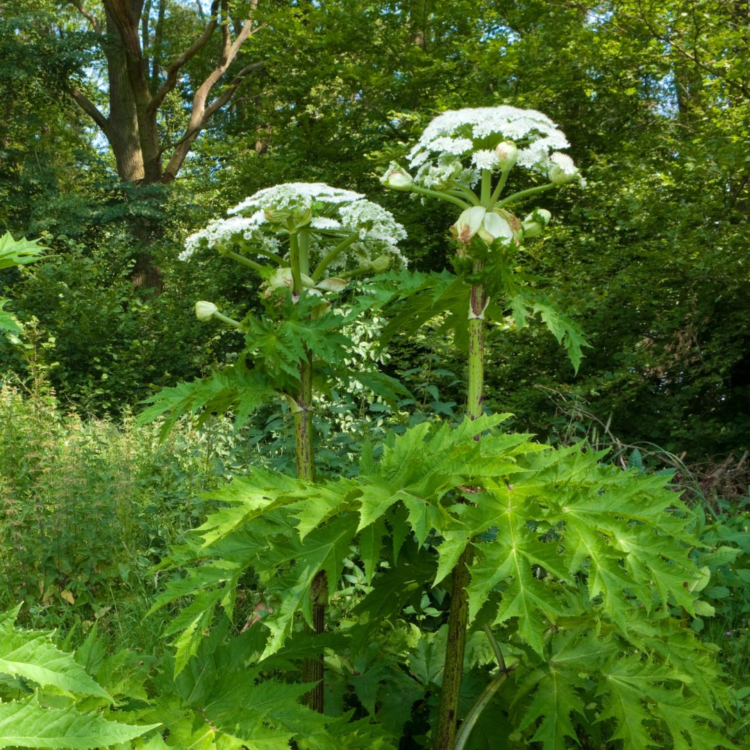 giant Hogweed (Heracleum mantegazzianum Sommier & Levier) plant in nature