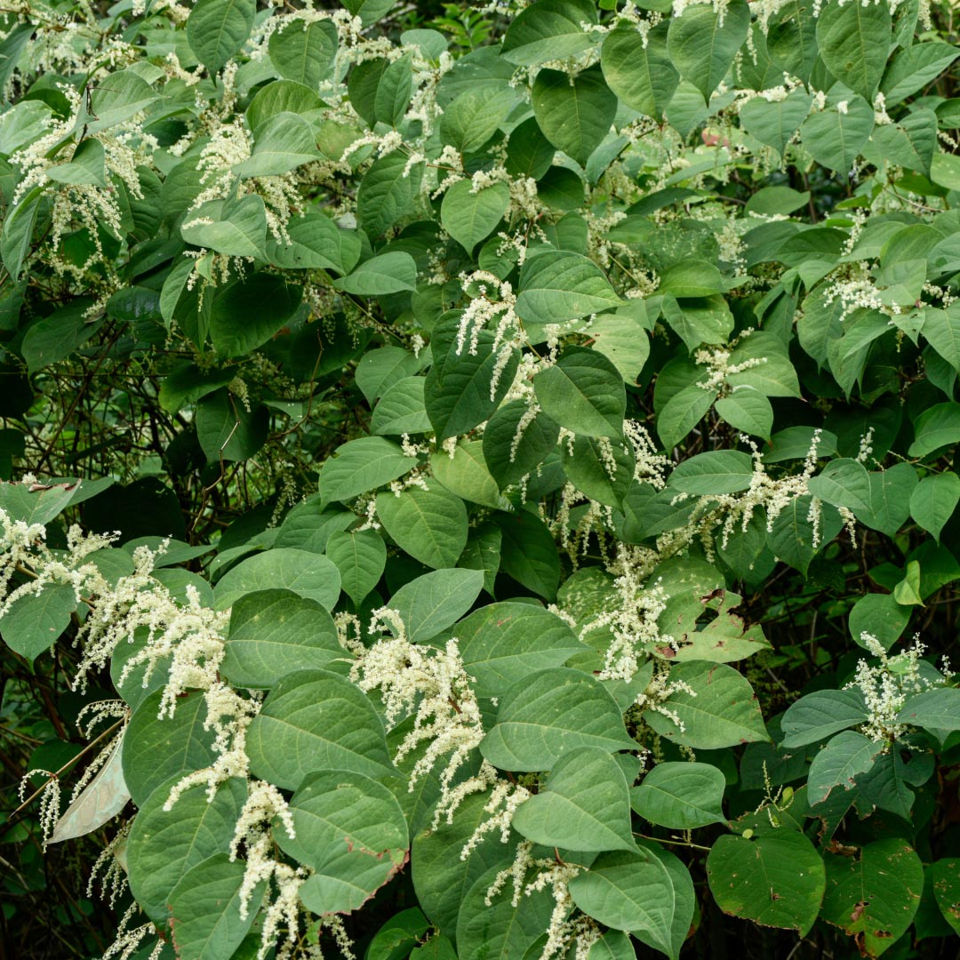 Japanese knotweed (Reynoutria japonica var.japonica) plant in nature