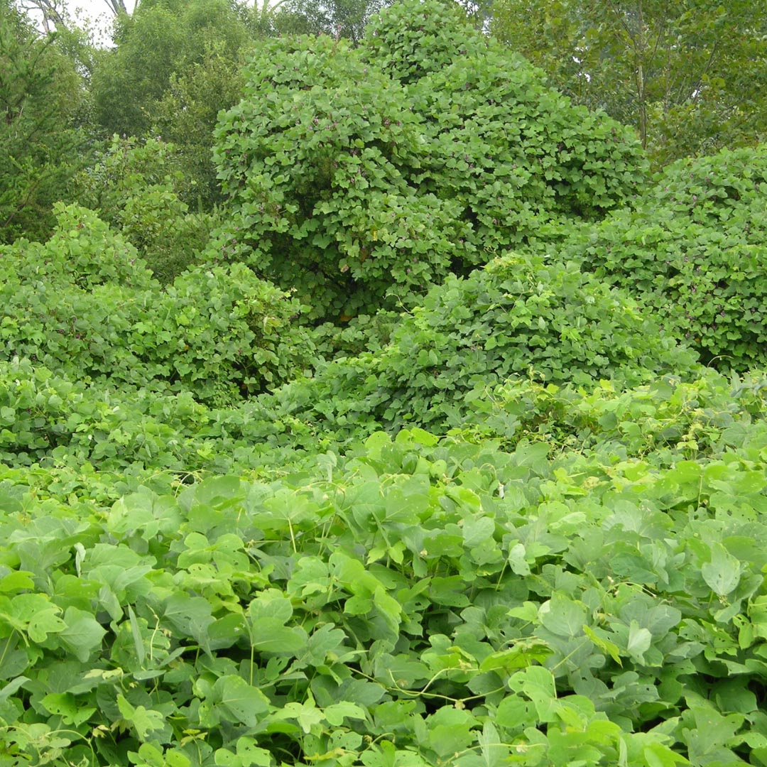 Kudzu (Pueraria montana (Lour.) Merr.) plant in nature