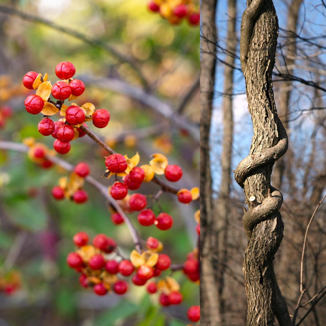 Oriental Bittersweet (Celastrus orbiculatus) plant in nature