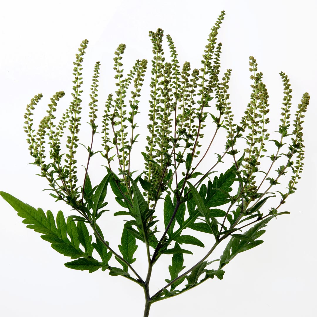 spp-Ragweed (Ambrosia spp.)