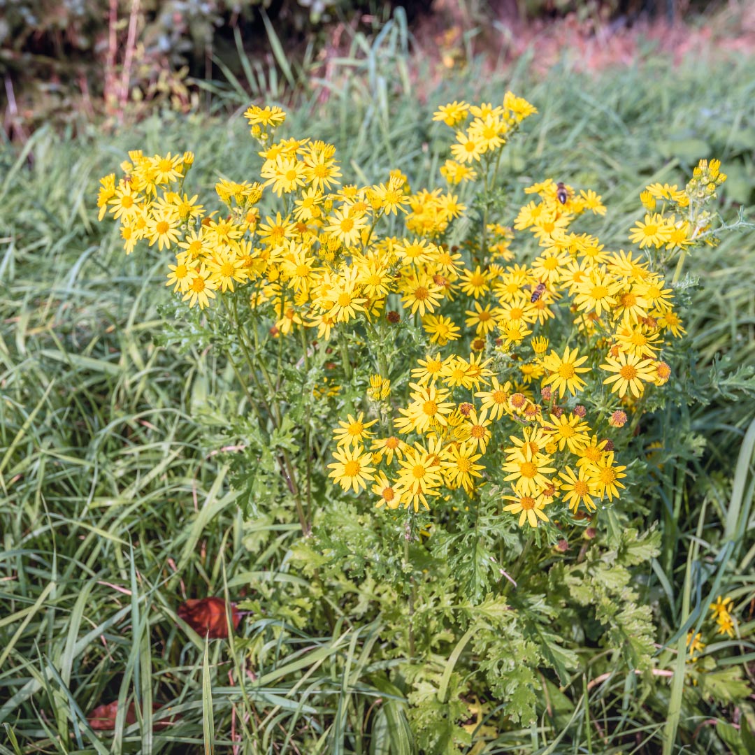 Yellow floating heart (Nymphodes peltata) plant in nature