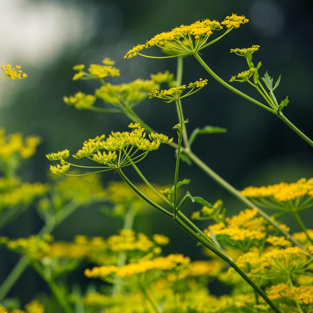 Wild-Parsnip (Pastinaca sativa L) plant in nature