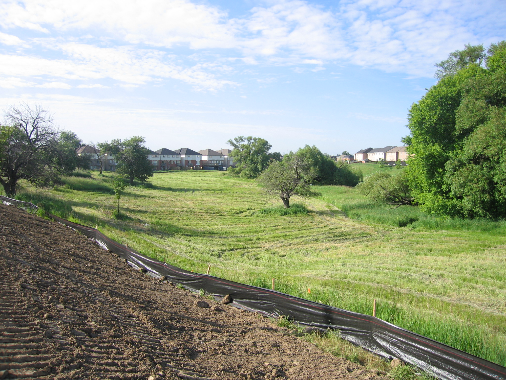 Thackery Valley Before Re-Planting