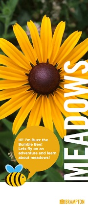 Meadows Brochure