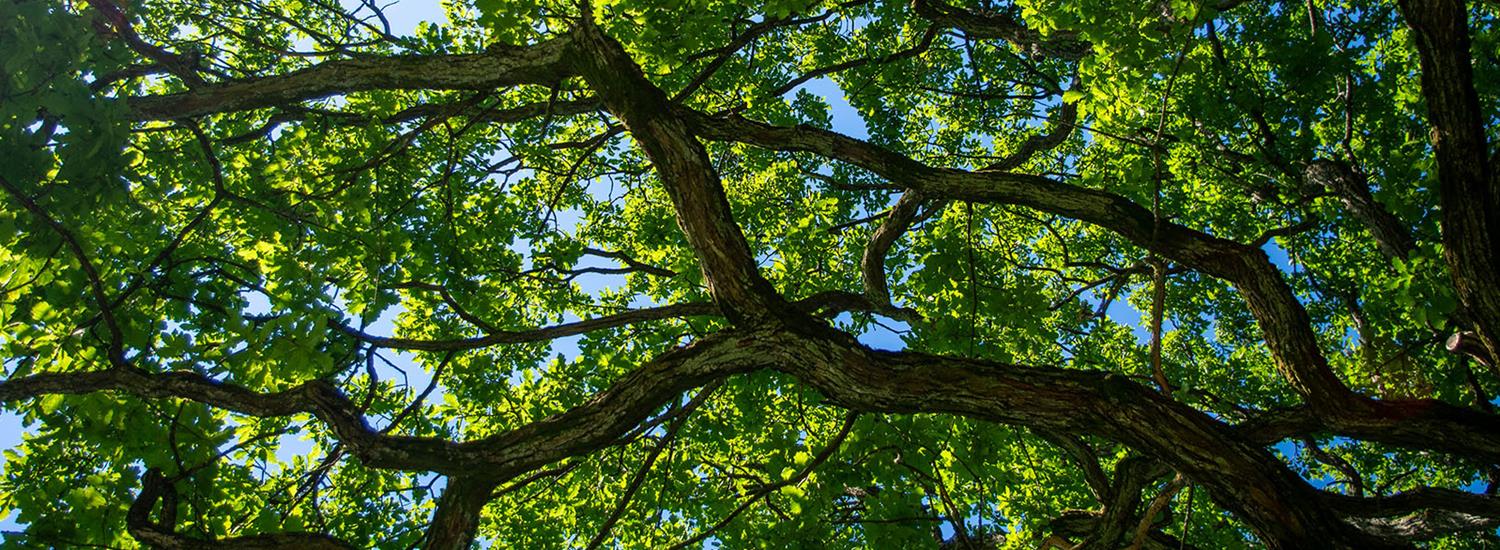 Tree Month Page Banner