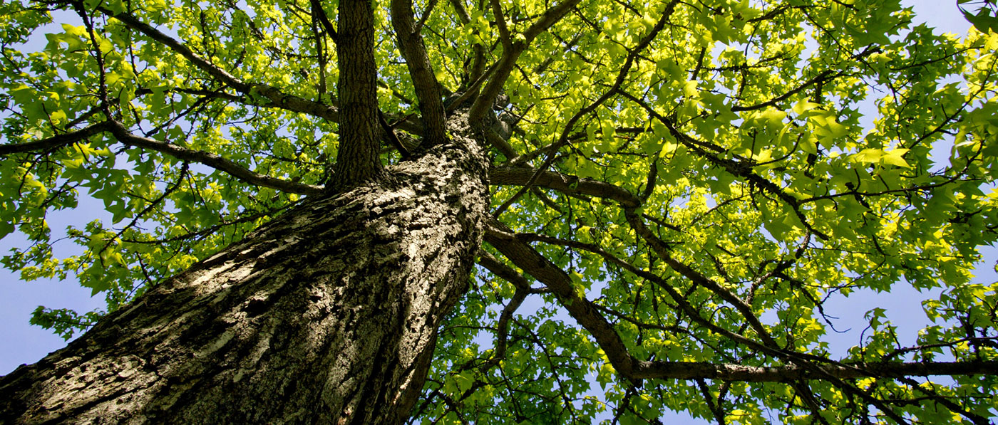 Trees banner