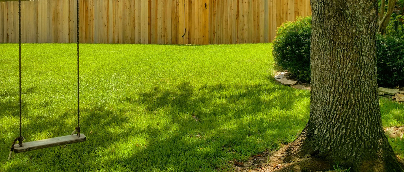 Tree in Backyard