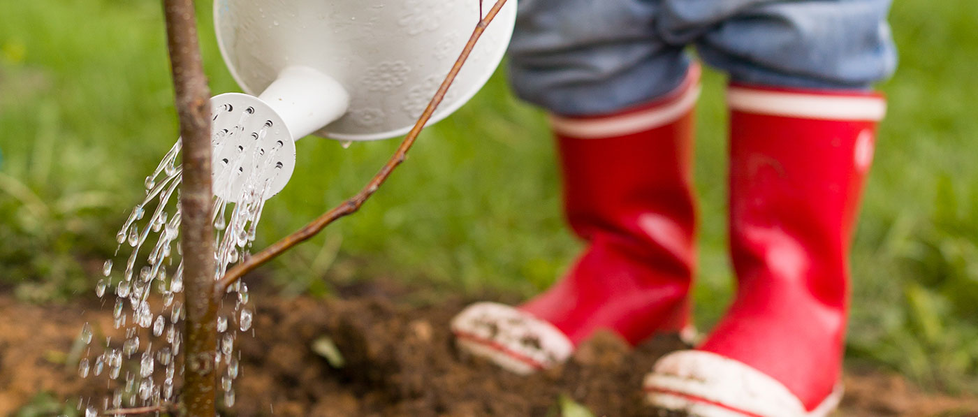 watering a tree