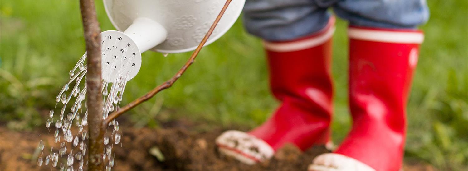 Residential Tree Program Page Banner