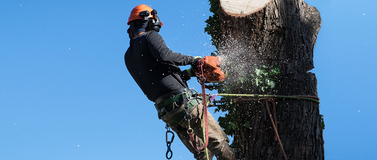 Person Cutting Limb from Tree