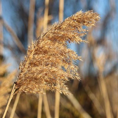 Image of phragmites