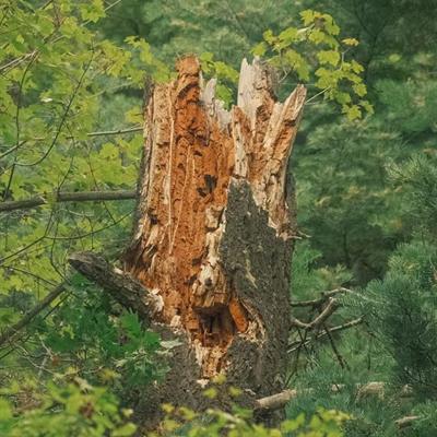 Addressing Damage