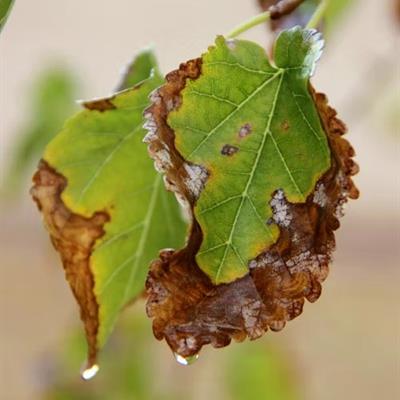 Pests and Disease