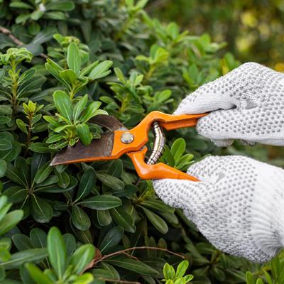 Pruning