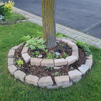 Tree Rings and Driveway Widening