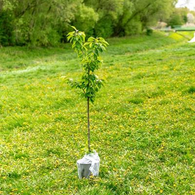 What to Plant