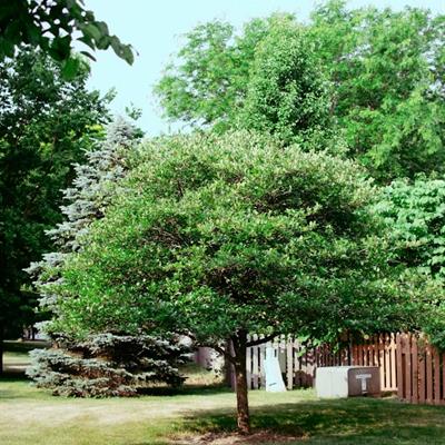 Where to Plant
