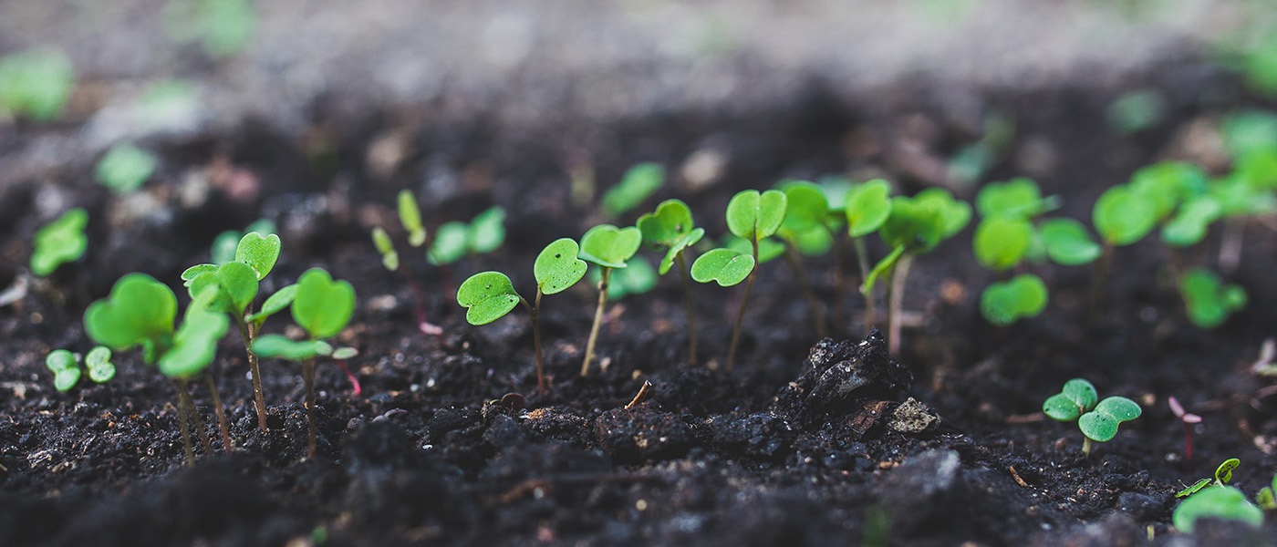 How to Plant Pollinator Seeds