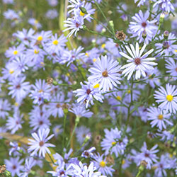 Sky Blue Aster (Aster oolentangiensis)